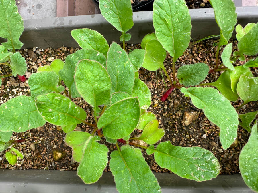 ハツカダイコン