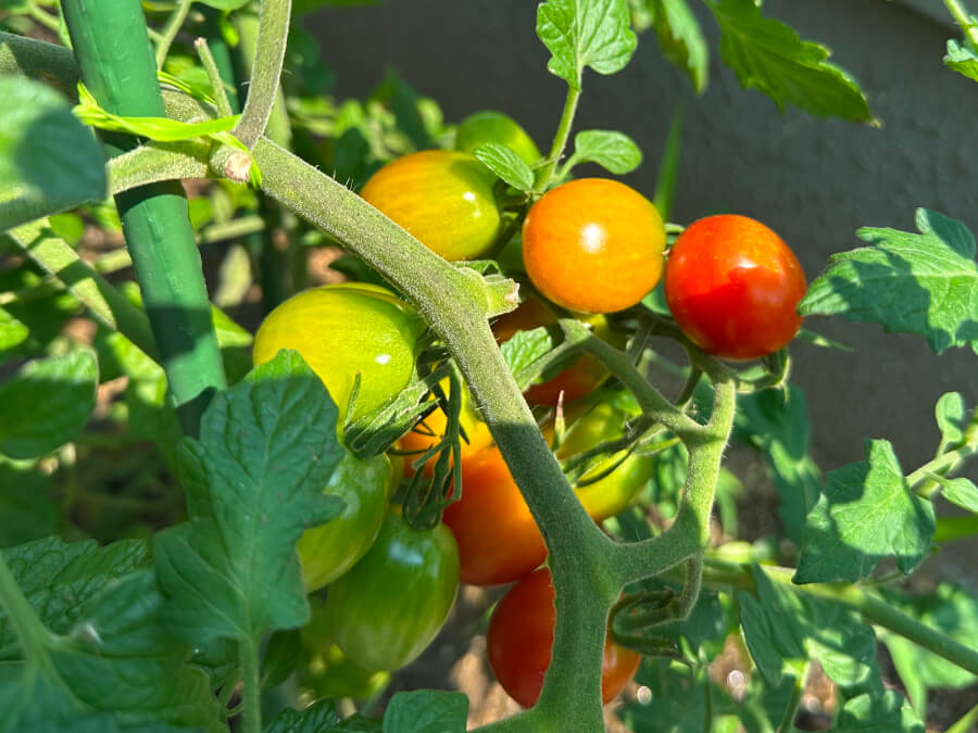 徐々に色づいてきました