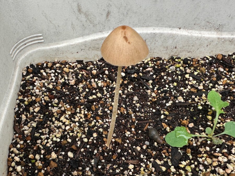 新しい家族が仲間入り!?