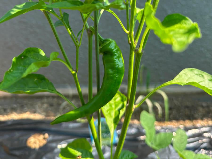 万願寺トウガラシ