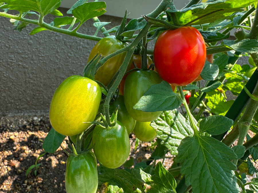 とってもアイコちゃん