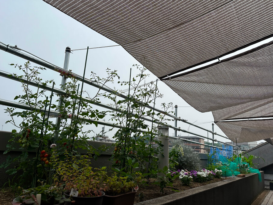 オフィス菜園バージョンアップ!