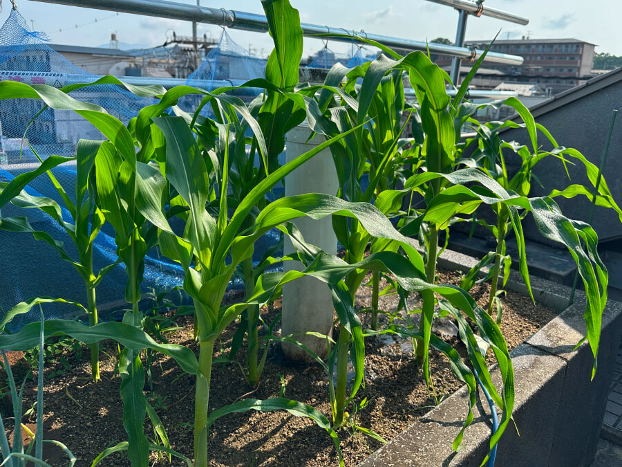 トウモロコシ