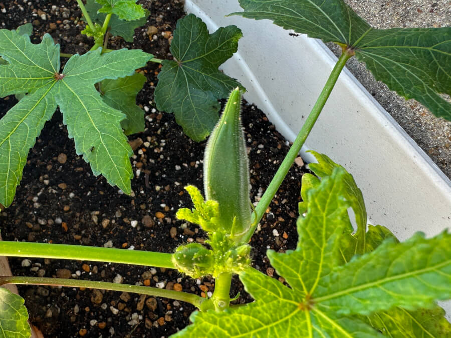 オクラの実がつきました