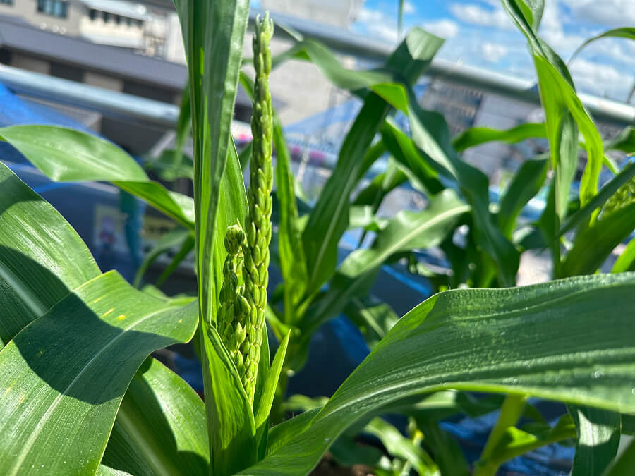 とうもろこしの穂が出ました