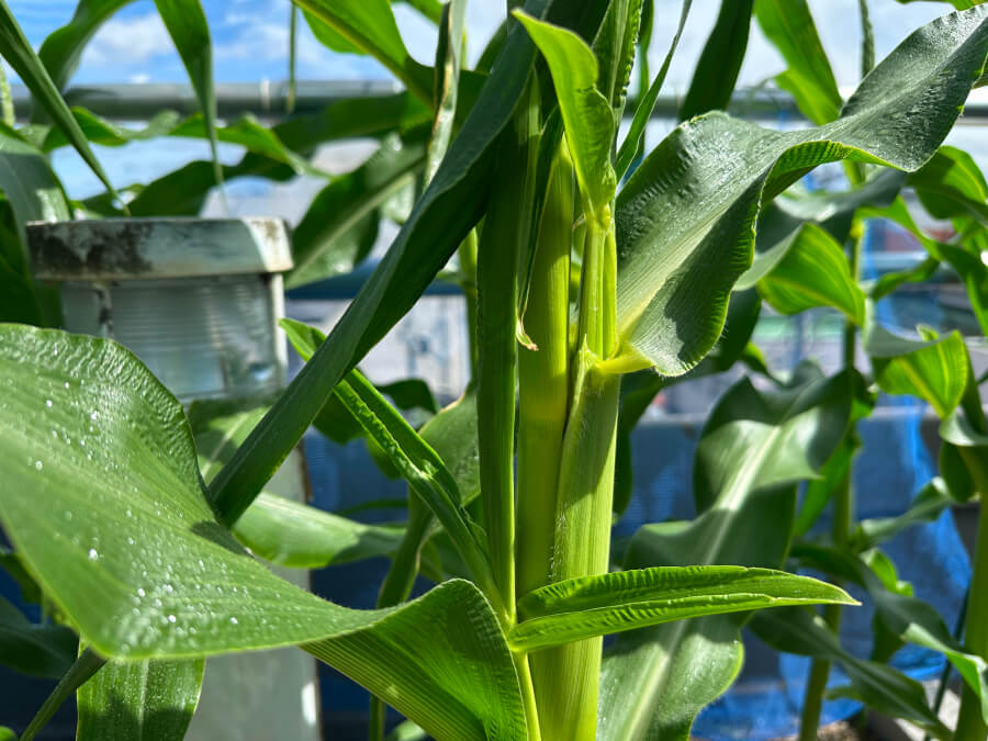 ベビーちゃんが