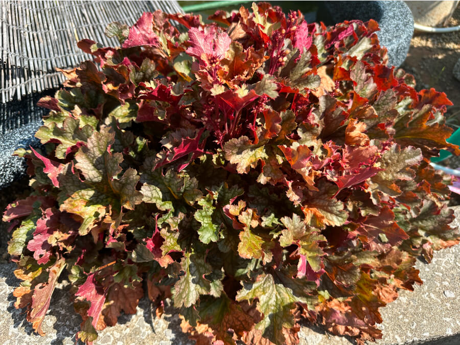 屋上池のようす