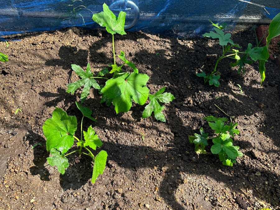 屋上池のようす