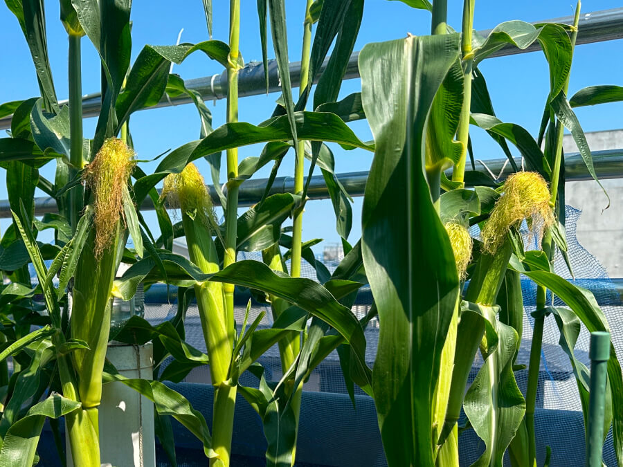 ヒゲがしっかりと