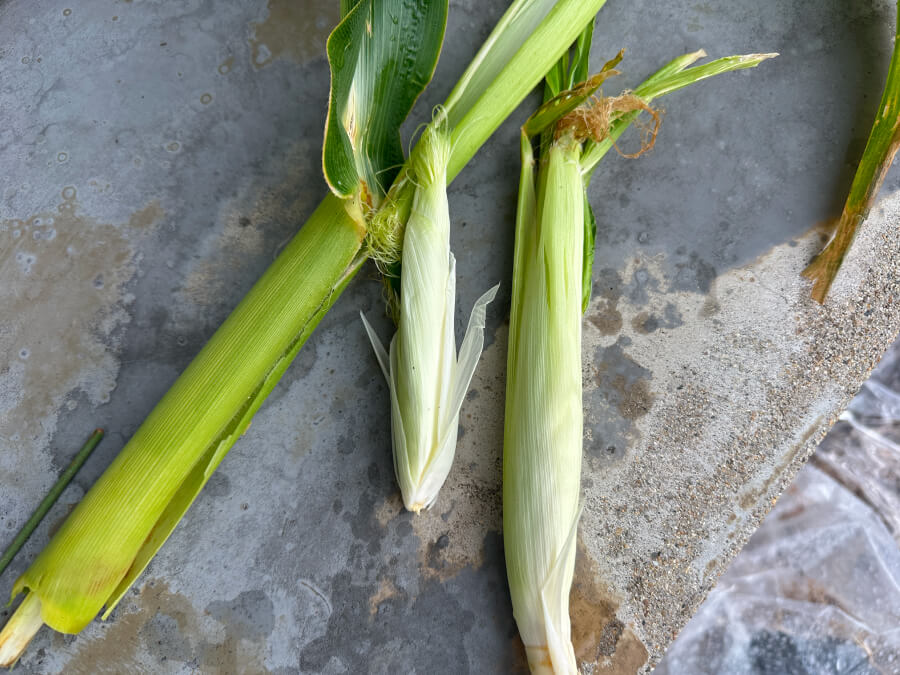 三兄弟と思いきや・・・