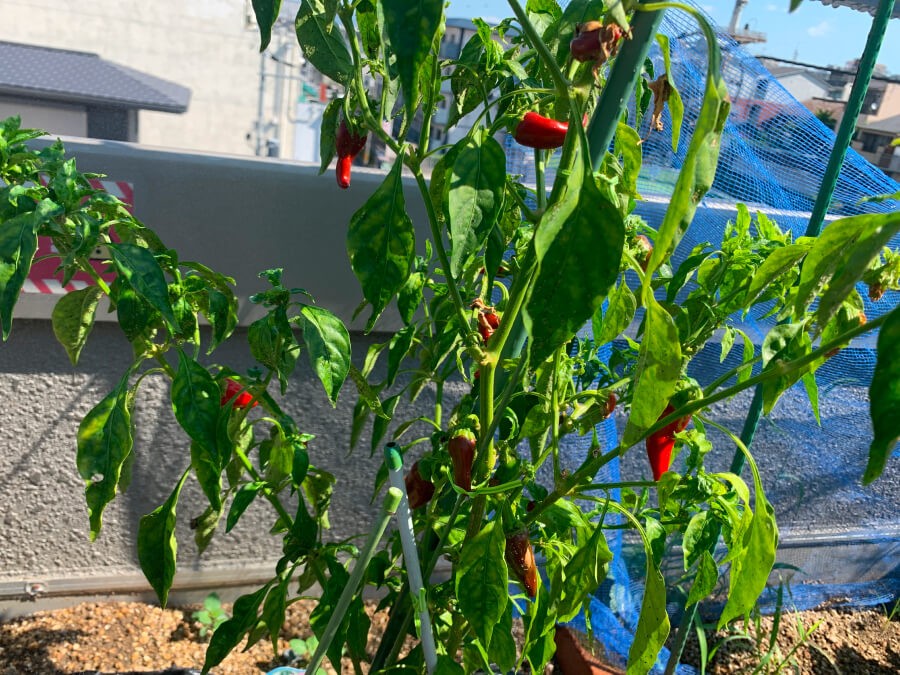 完熟!万願寺トウガラシ