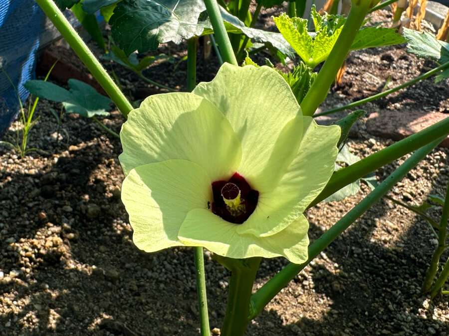 オクラの花が咲きました