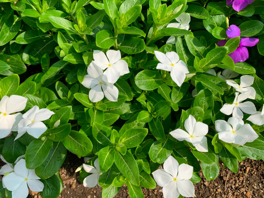 今日から9月です