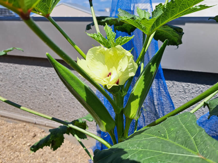 こうでなくっちゃ