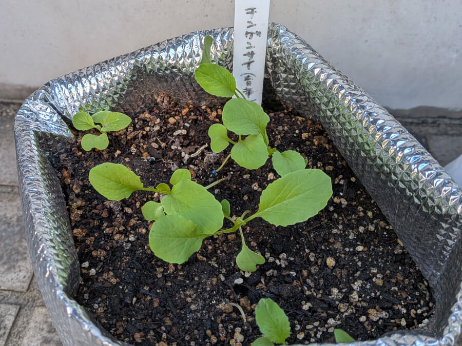 チンゲンサイが順調です