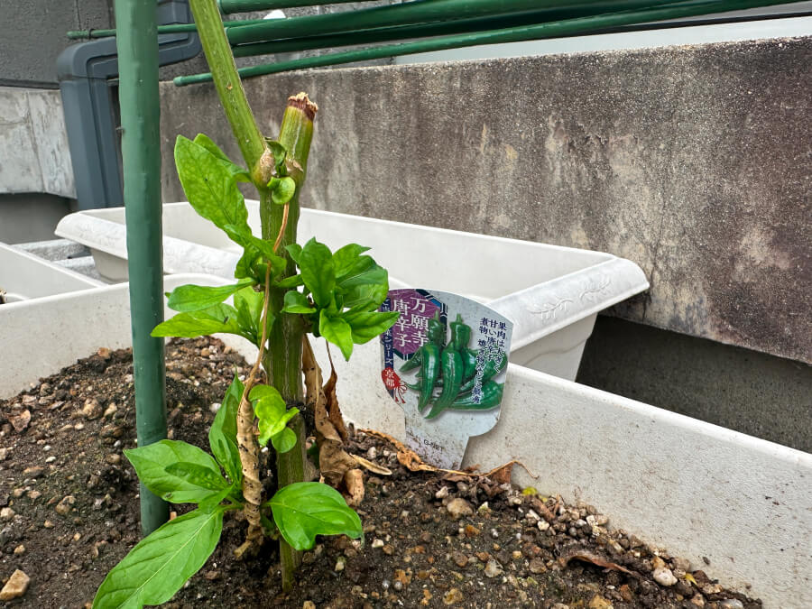 お引越し後のようす