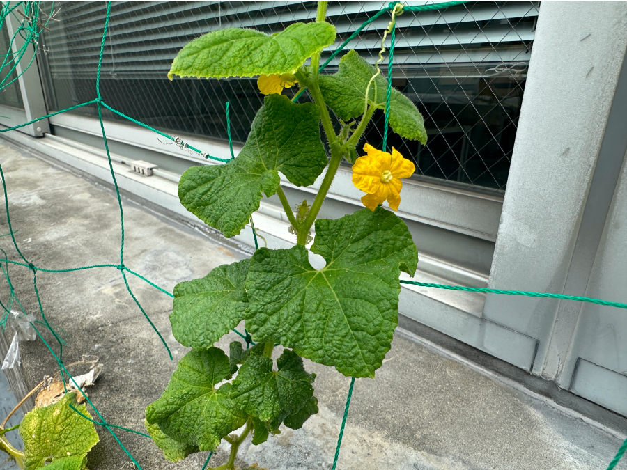 キュウリのお花が咲きました