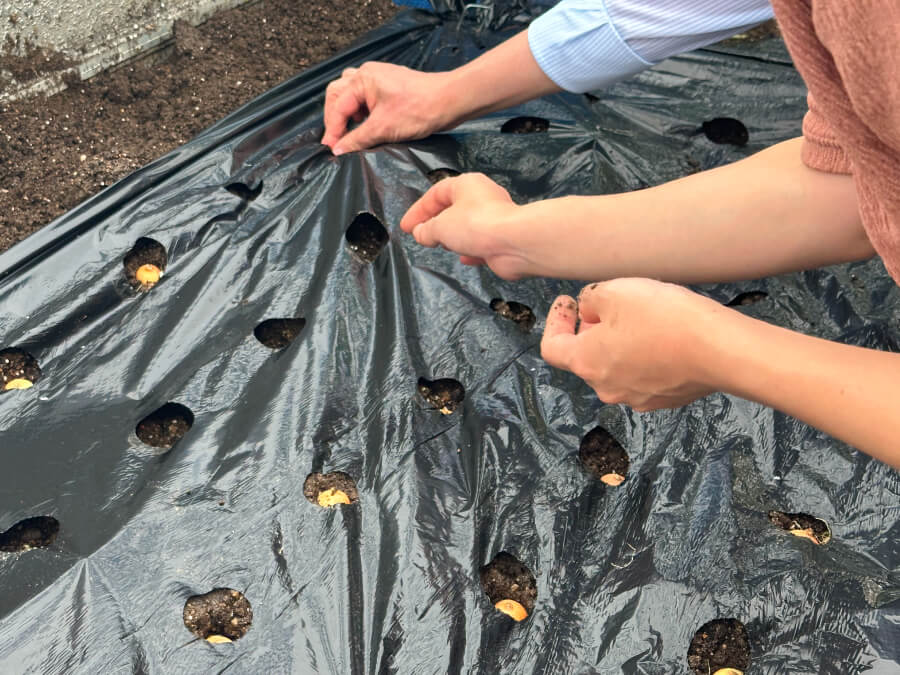 ホーム玉ねぎの植え付け