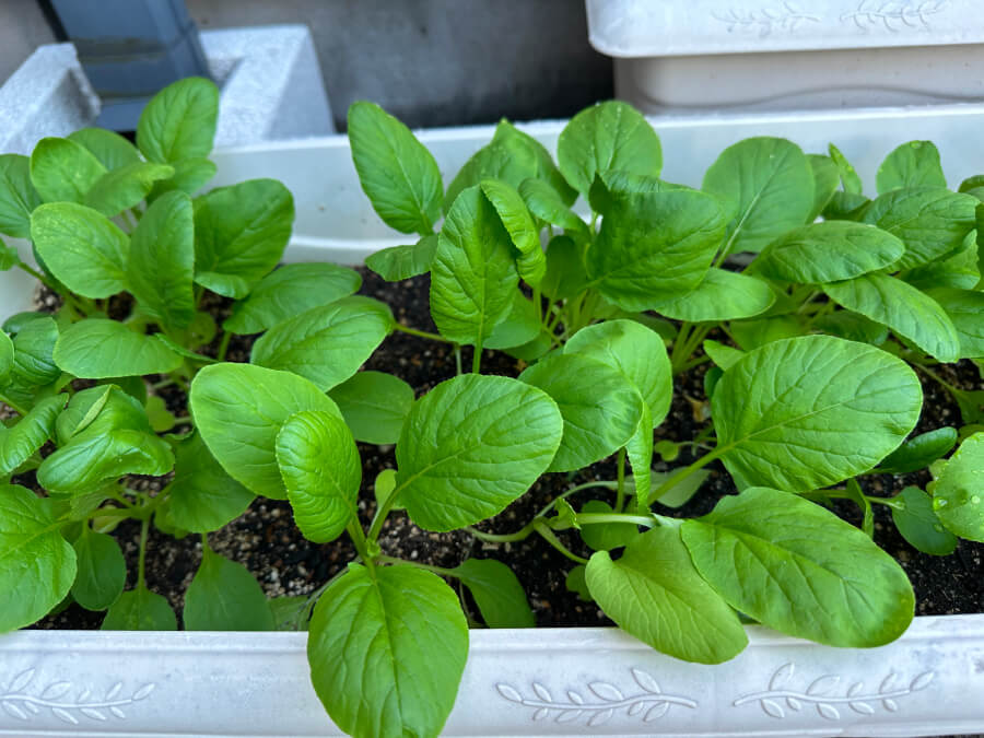 間引き収穫間近