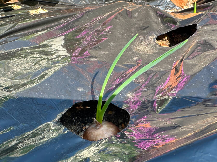 玉ねぎも順調に!?