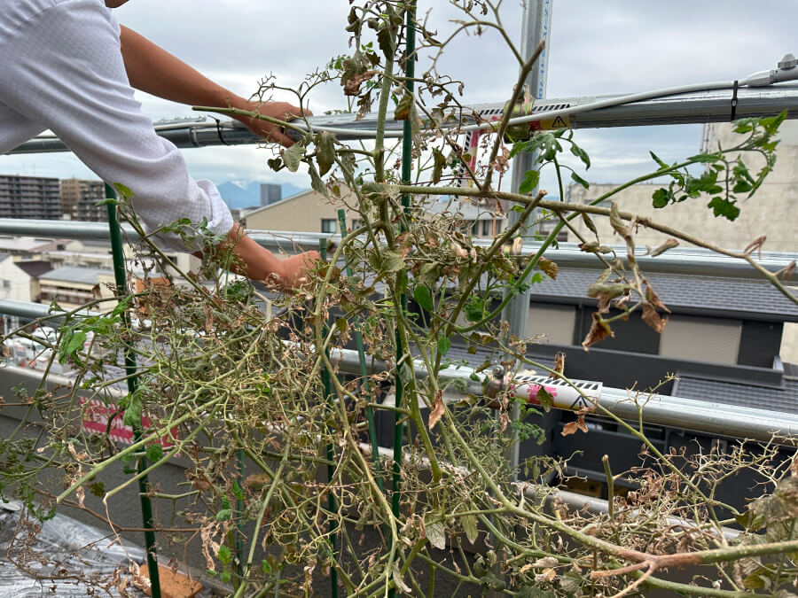 トマト終い