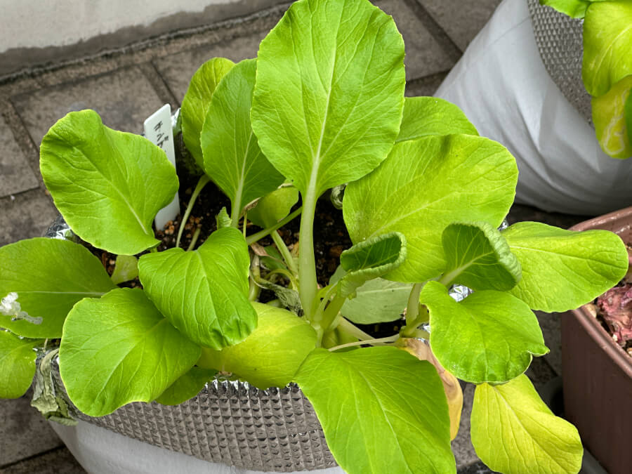 チンゲンサイが元気なくなってきたよ