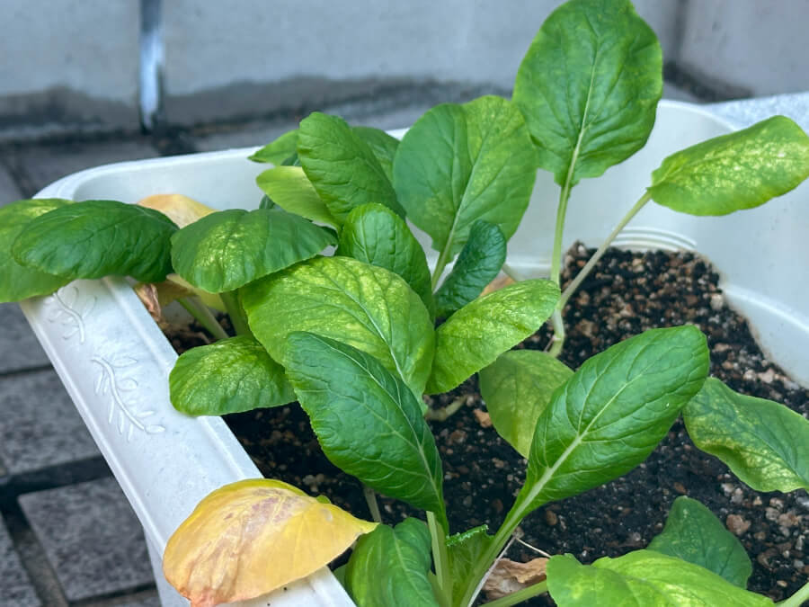 コマツナがぁ・・・