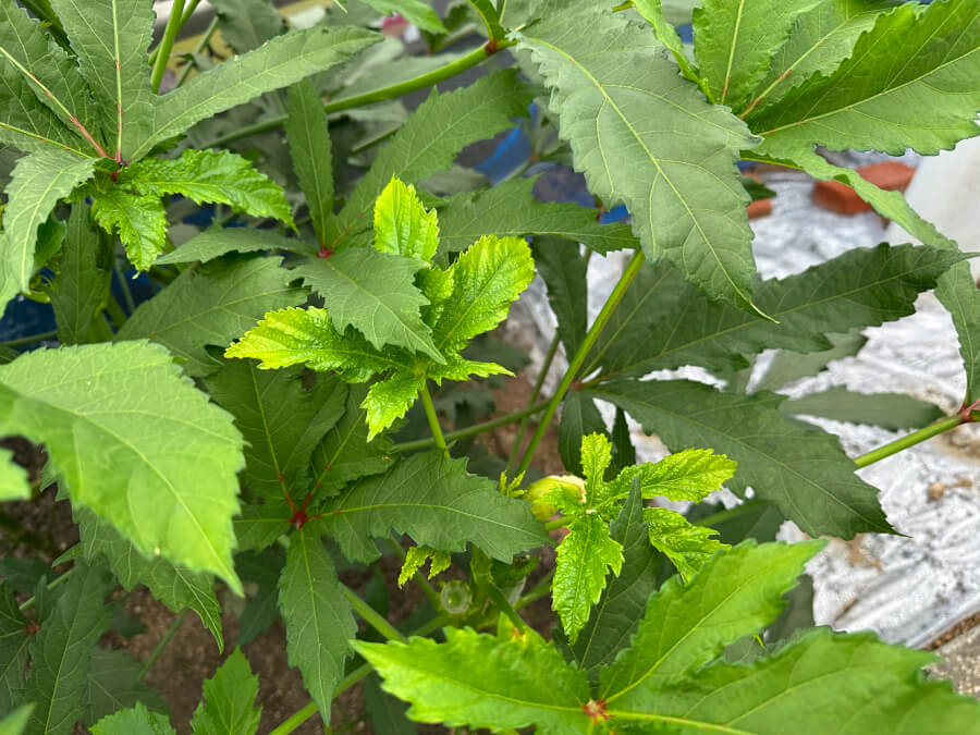 オクラもそろそろ