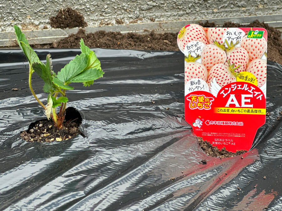 カラー野菜シリーズ