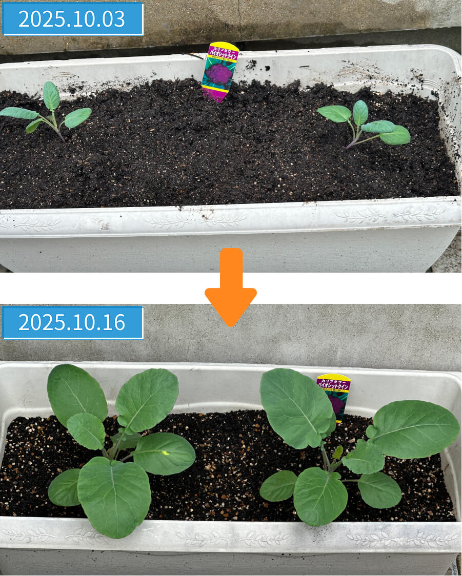 植えてから2週間