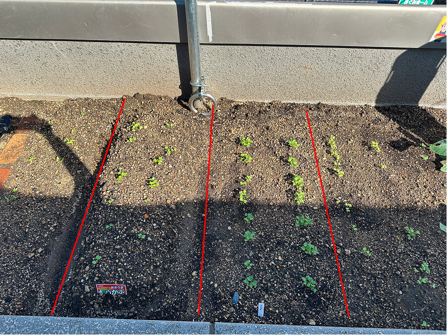 先日植えたのは