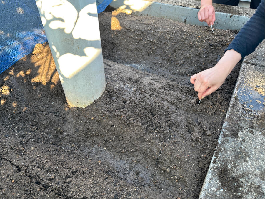 リジェネラティブ菜園