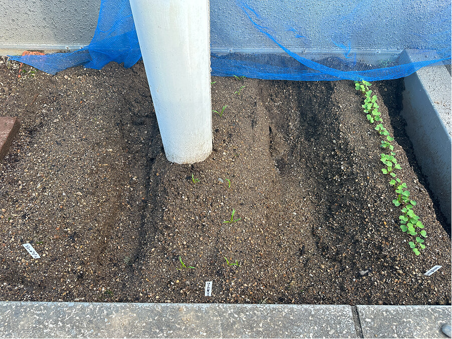 苗の生育具合は・・・