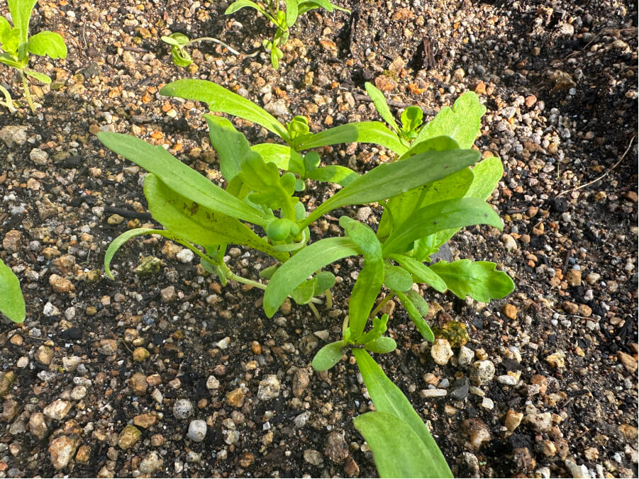 春菊の本葉が出ました