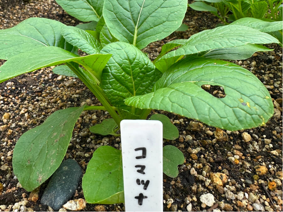 大人っぽくなりました