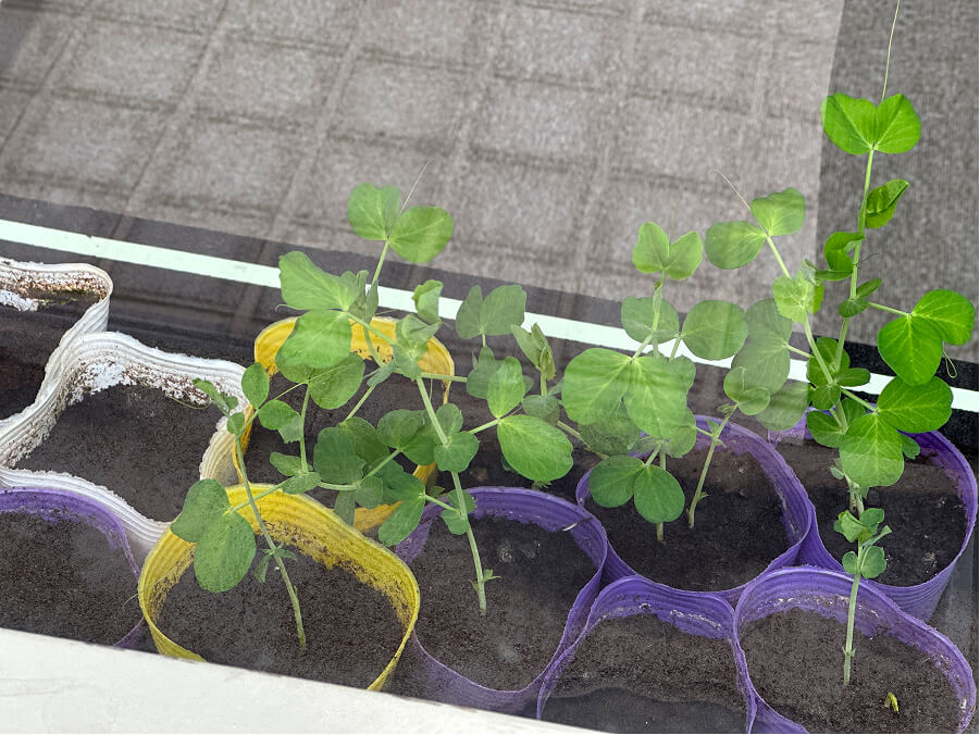 やや徒長気味!?