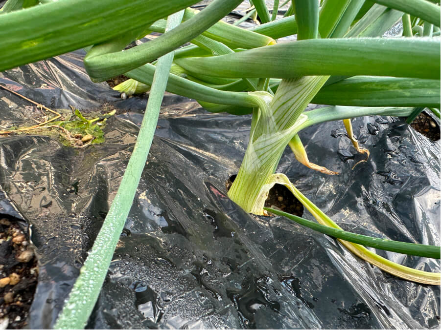 玉ねぎの成長具合は?