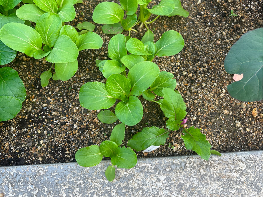 間違いさがしです