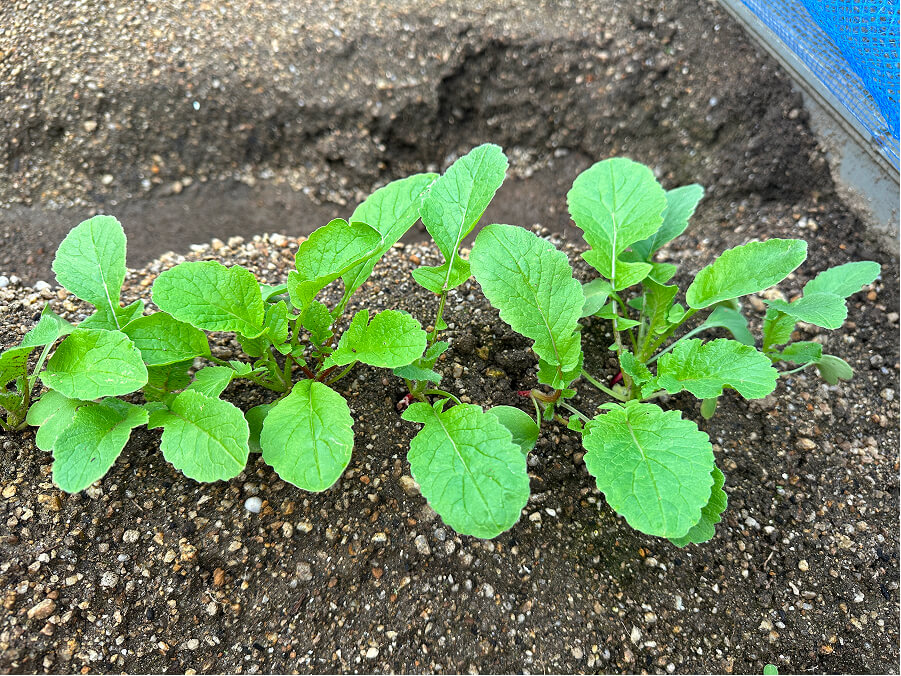 植えてから約3週間