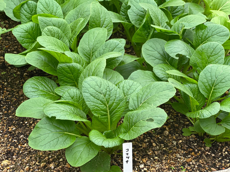 もう、おいしそう