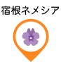 宿根ネメシア