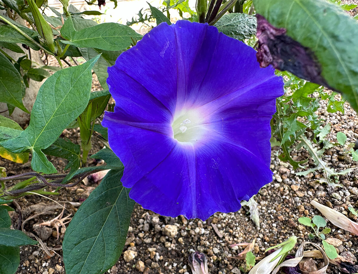 10月の朝顔