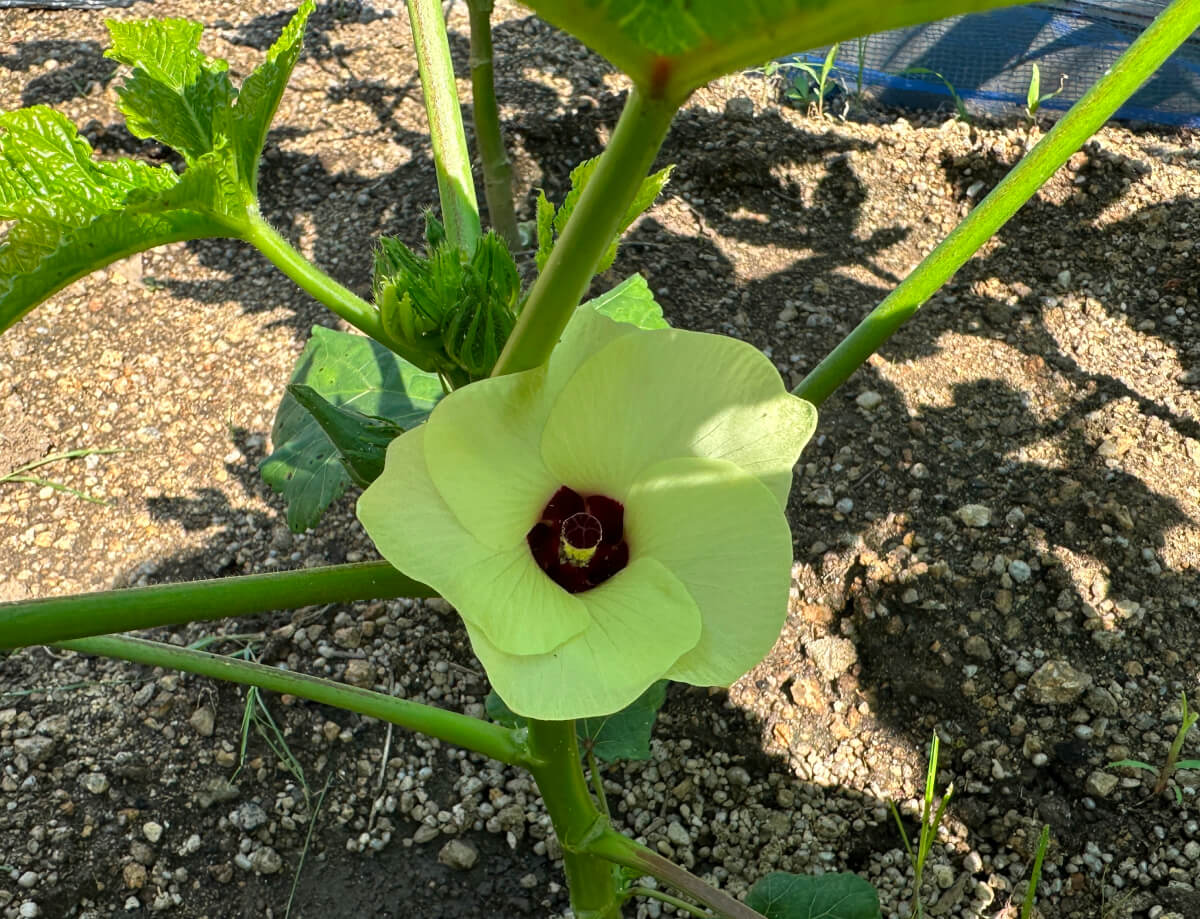 オクラの花