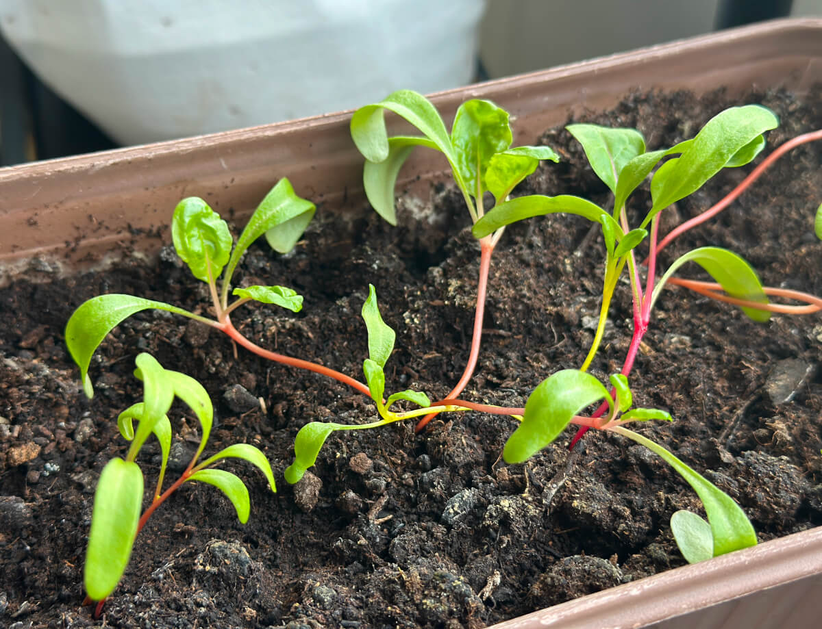 スイスチャード