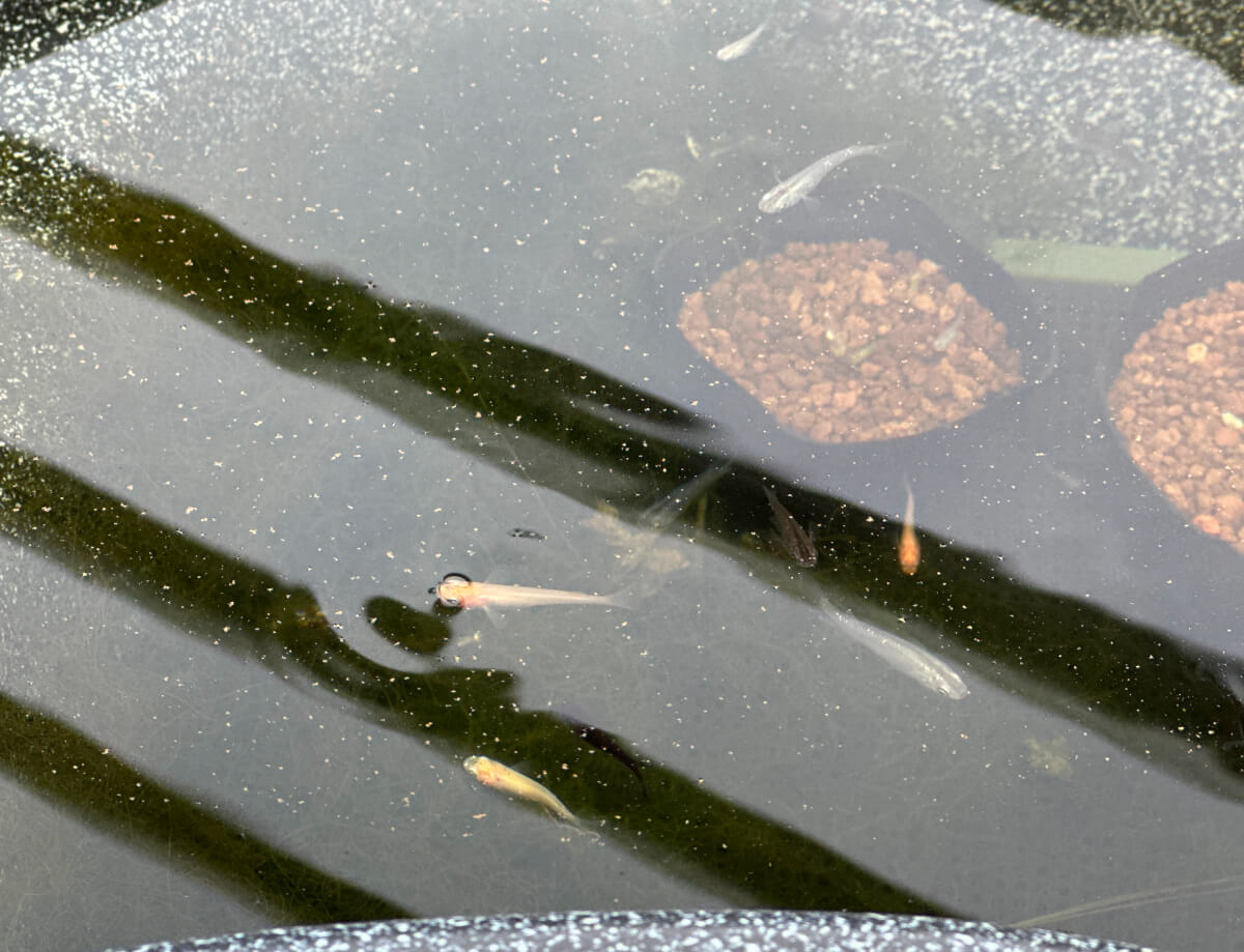 屋上のメダカ池