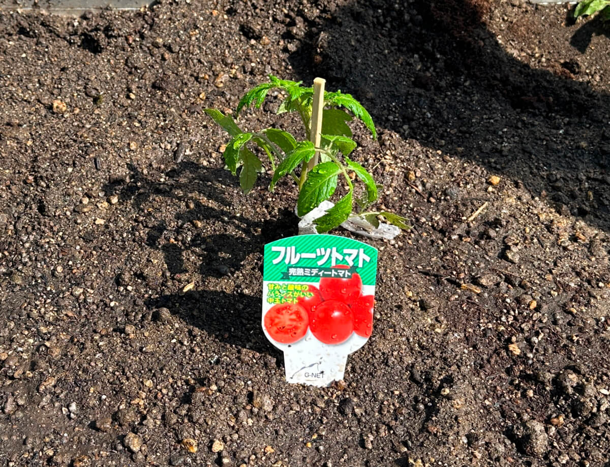 フルーツトマト