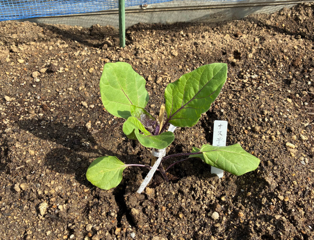 ナスの苗