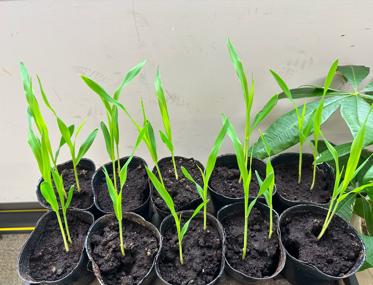 トウモロコシの苗