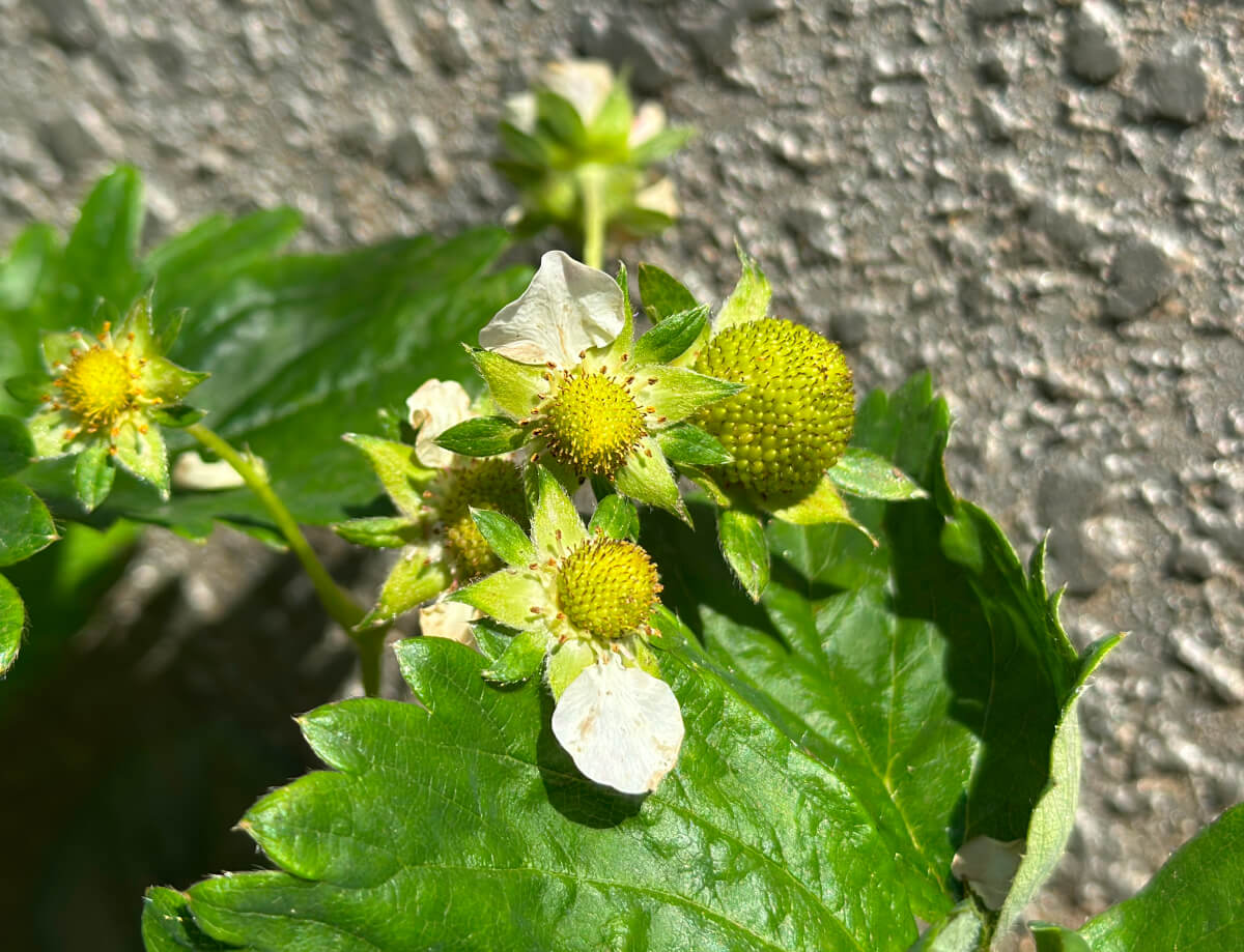 天使のいちご エンジェルエイト