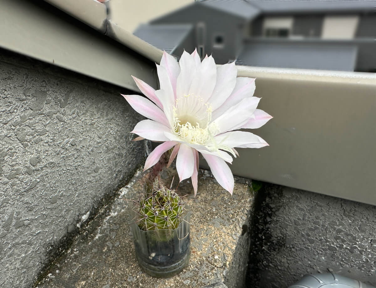 サボテンの花